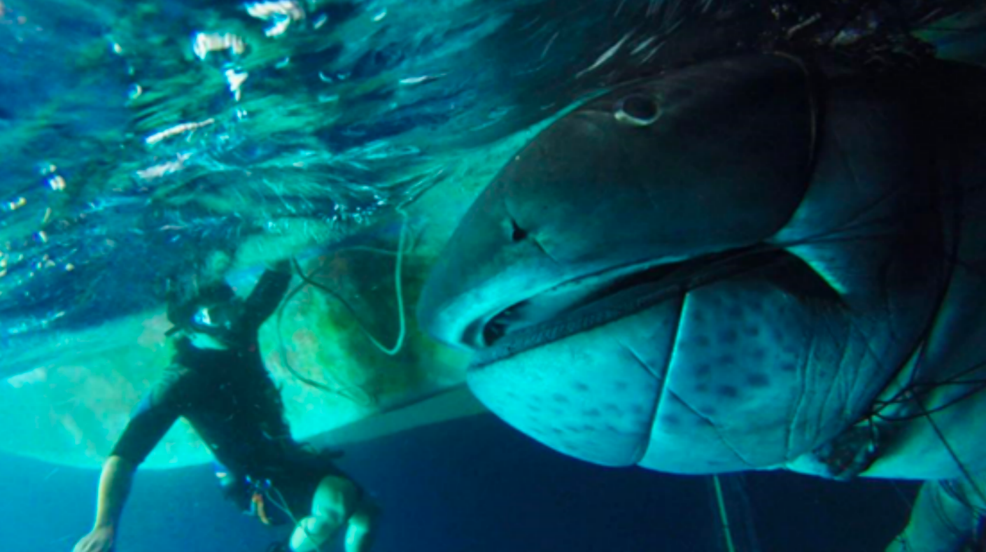 Unlocking the Secrets of the Deep: A Marine Biologist's Quest with Creality