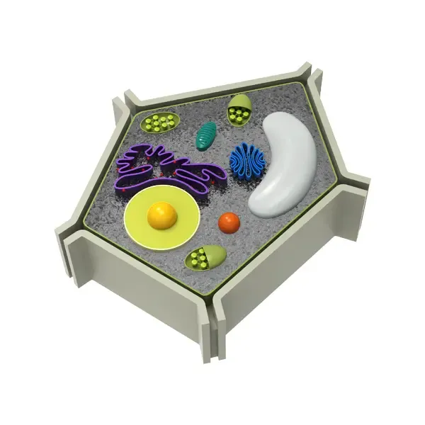 3d printed cell nucleus model for students