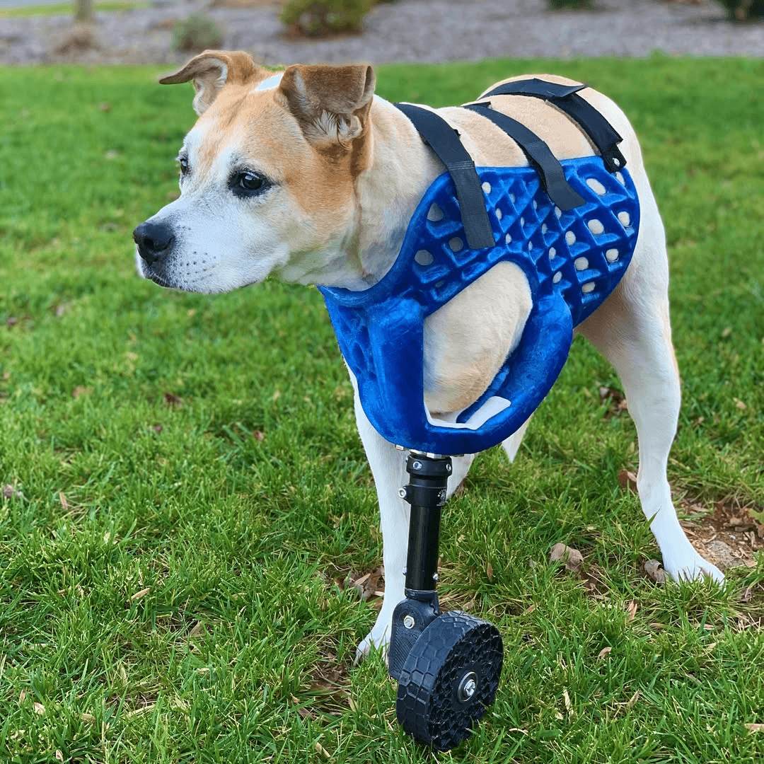 3D-Printed Prosthetics for Pets