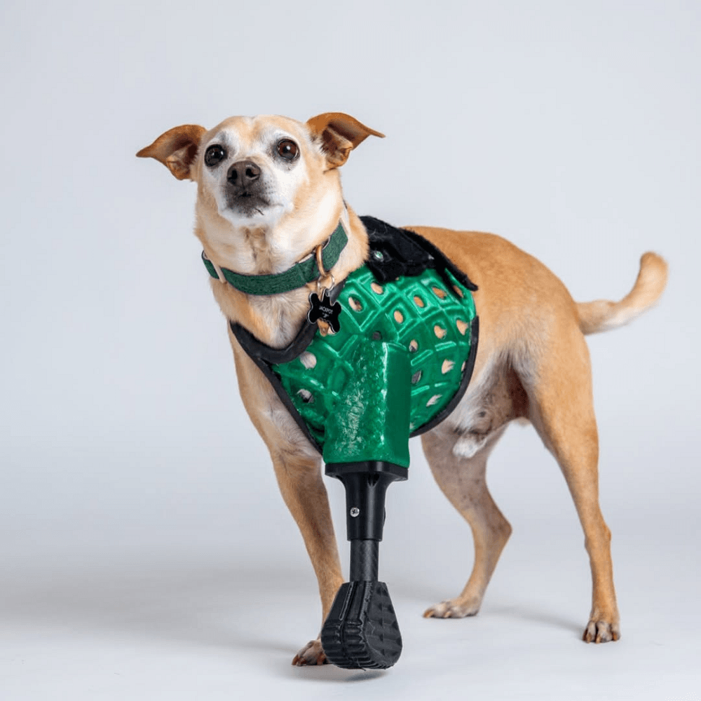 3D-Printed Prosthetics for Pets (2)