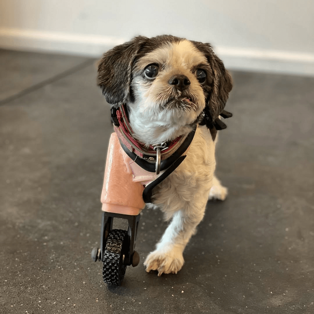 3D-Printed Prosthetics for Pets
