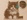 CR-Laser-Falcon-10W_s3_pic4_blur.jpg
